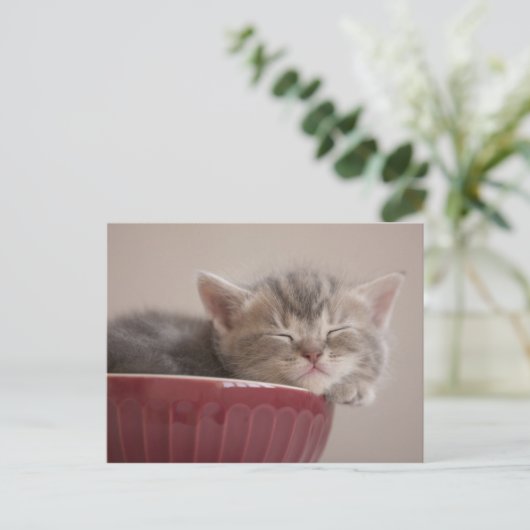 Kitten Sleeping In A Bowl Postkarte (Stehend Vorderseite)