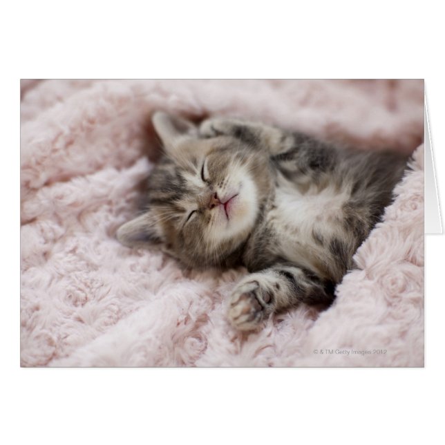 Kitten Sleeping on Towel (Vorderseite (Horizontal))