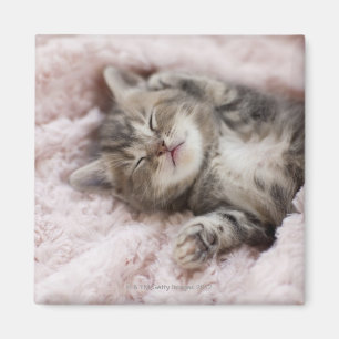 Kitten Sleeping on Towel Magnet