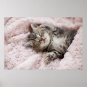 Kitten Sleeping on Towel Poster (Vorne)