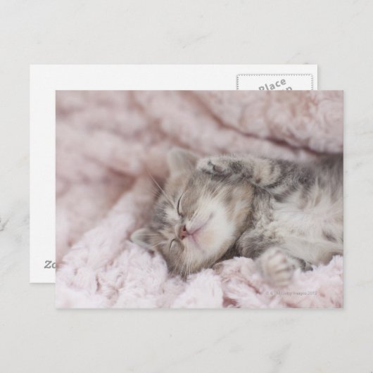 Kitten Sleeping on Towel Postkarte (Vorne/Hinten)