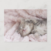 Kitten Sleeping on Towel Postkarte (Vorderseite)
