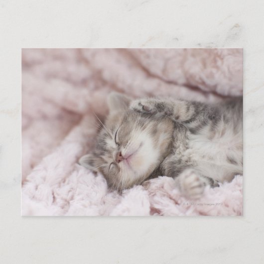 Kitten Sleeping on Towel Postkarte (Vorderseite)