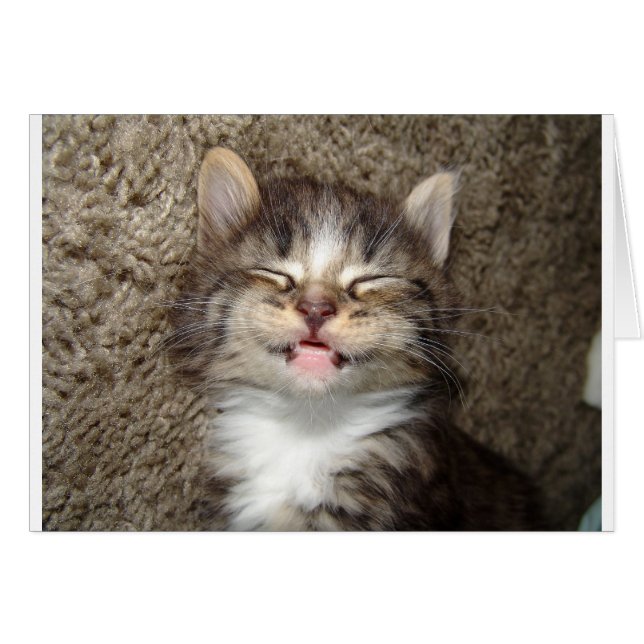 Kitten Smile (Vorderseite (Horizontal))