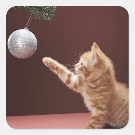 Kitten spielt mit Weihnachtsbaum auf Baum Quadratischer Aufkleber (Vorderseite)