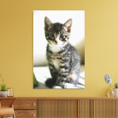 Kitten Stare Leinwanddruck (Insitu (Wohnzimmer))