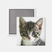 Kitten Stare Magnet (Vorderseite/Rückseite)