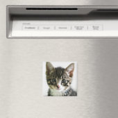 Kitten Stare Magnet (In Situ (Geschirrspüler))