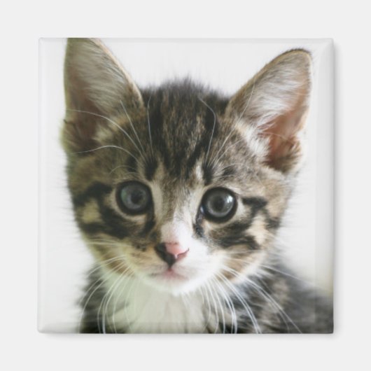 Kitten Stare Magnet (Vorne)
