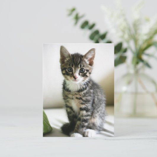 Kitten Stare Postkarte (Stehend Vorderseite)