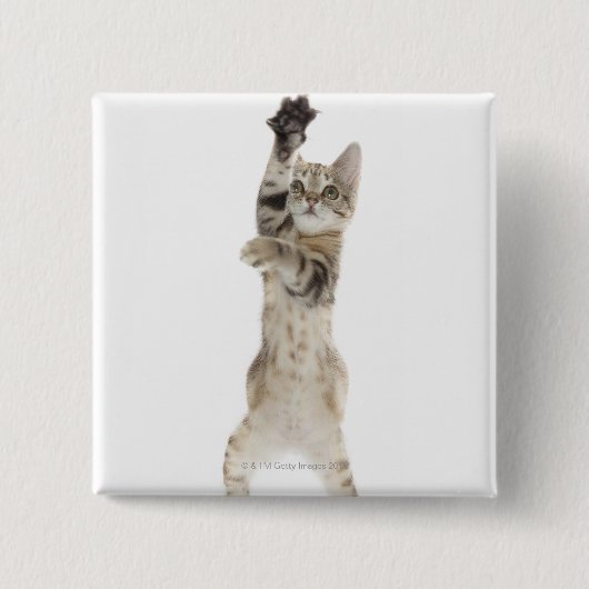 Kitten stehend auf Hinterpfeffern Button (Vorderseite)