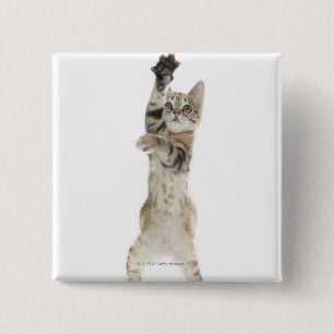 Kitten stehend auf Hinterpfeffern Button