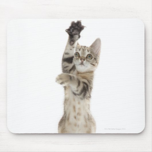 Kitten stehend auf Hinterpfeffern Mousepad (Vorne)
