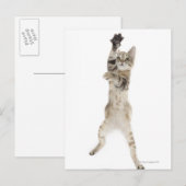 Kitten stehend auf Hinterpfeffern Postkarte (Vorne/Hinten)