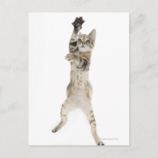 Kitten stehend auf Hinterpfeffern Postkarte (Vorderseite)