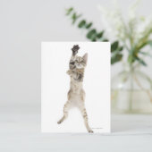 Kitten stehend auf Hinterpfeffern Postkarte (Stehend Vorderseite)
