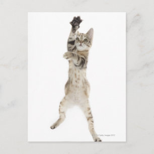 Kitten stehend auf Hinterpfeffern Postkarte