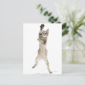 Kitten stehend auf Hinterpfeffern Postkarte (Stehend Vorderseite)