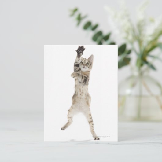 Kitten stehend auf Hinterpfeffern Postkarte (Stehend Vorderseite)