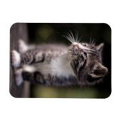 Kitten Stehend Tall Magnet (Horizontal)