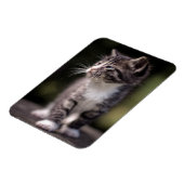 Kitten Stehend Tall Magnet (Linke Seite)