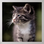 Kitten Stehend Tall Poster (Vorne)