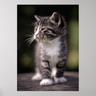 Kitten Stehend Tall Poster