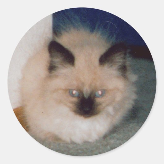 Kitten Sticker (Vorderseite)
