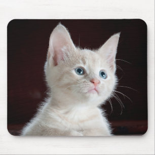 Kitten Süsse Mousepad