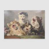 Kitten Symphony von Julius Adam II Seidenpapier (Vorderseite)