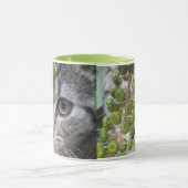 Kitten-Tasse verbergen Tasse (Zentrum)