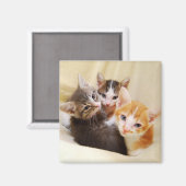 Kitten Trio Magnet (Vorderseite/Rückseite)