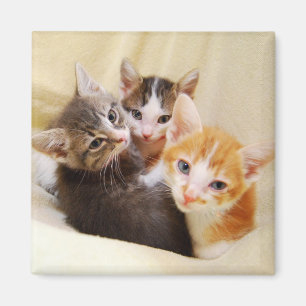 Kitten Trio Magnet