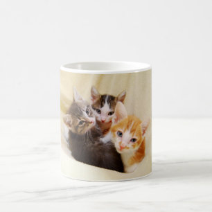 Kitten Trio Tasse