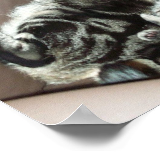 Kitten-Umarmungspposter Poster (Ecke)