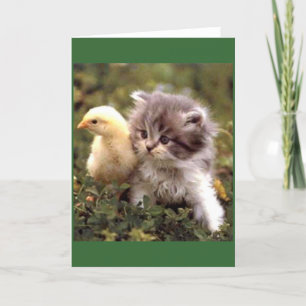 Kitten und Baby Chick Karte
