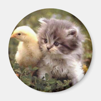 Kitten und Baby Chick Magnet