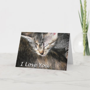 Kitten und Cat I Liebe Sie Karte