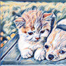 Kitten und Chihuahua Welppy