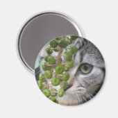 Kitten verbergen magnet (Vorderseite/Rückseite)