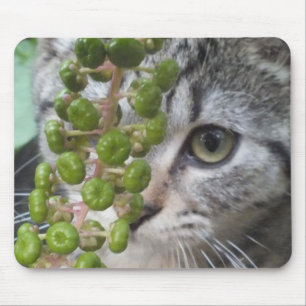 Kitten verbergen mousepad