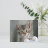 Kitten verbergen postkarte (Stehend Vorderseite)