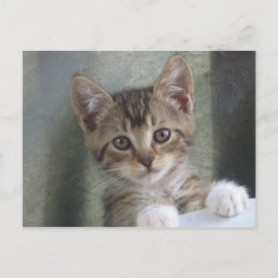 Kitten verbergen postkarte