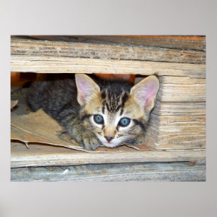 Kitten verstecken und suchen poster