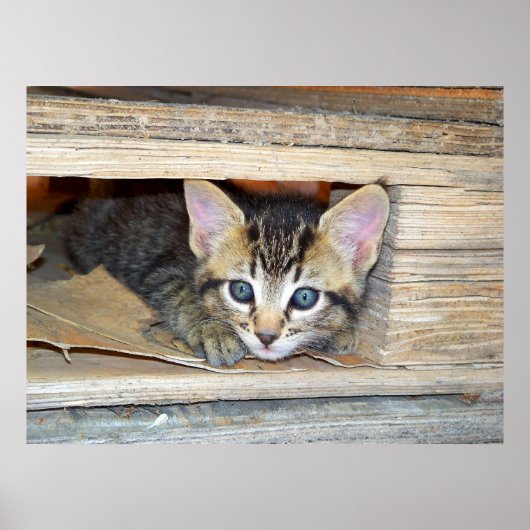 Kitten verstecken und suchen poster (Vorne)