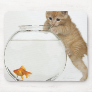 Kitten versucht, einen Goldfisch zu bekommen Mousepad