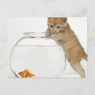 Kitten versucht, einen Goldfisch zu bekommen Postkarte