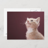Kitten Whiskers Postkarte (Vorne/Hinten)