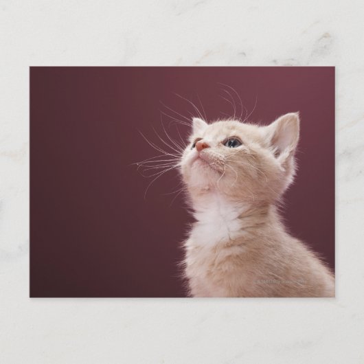 Kitten Whiskers Postkarte (Vorderseite)