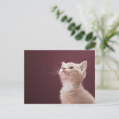 Kitten Whiskers Postkarte (Stehend Vorderseite)